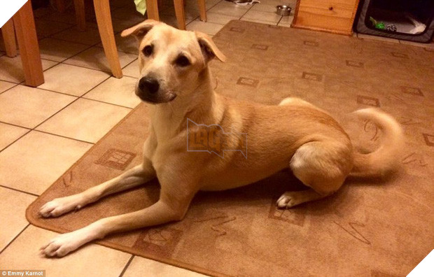 Hành động của du khách người Đức với chú chó nhỏ bị bỏ rơi sẽ khiến bạn bật khóc - Ảnh 9.