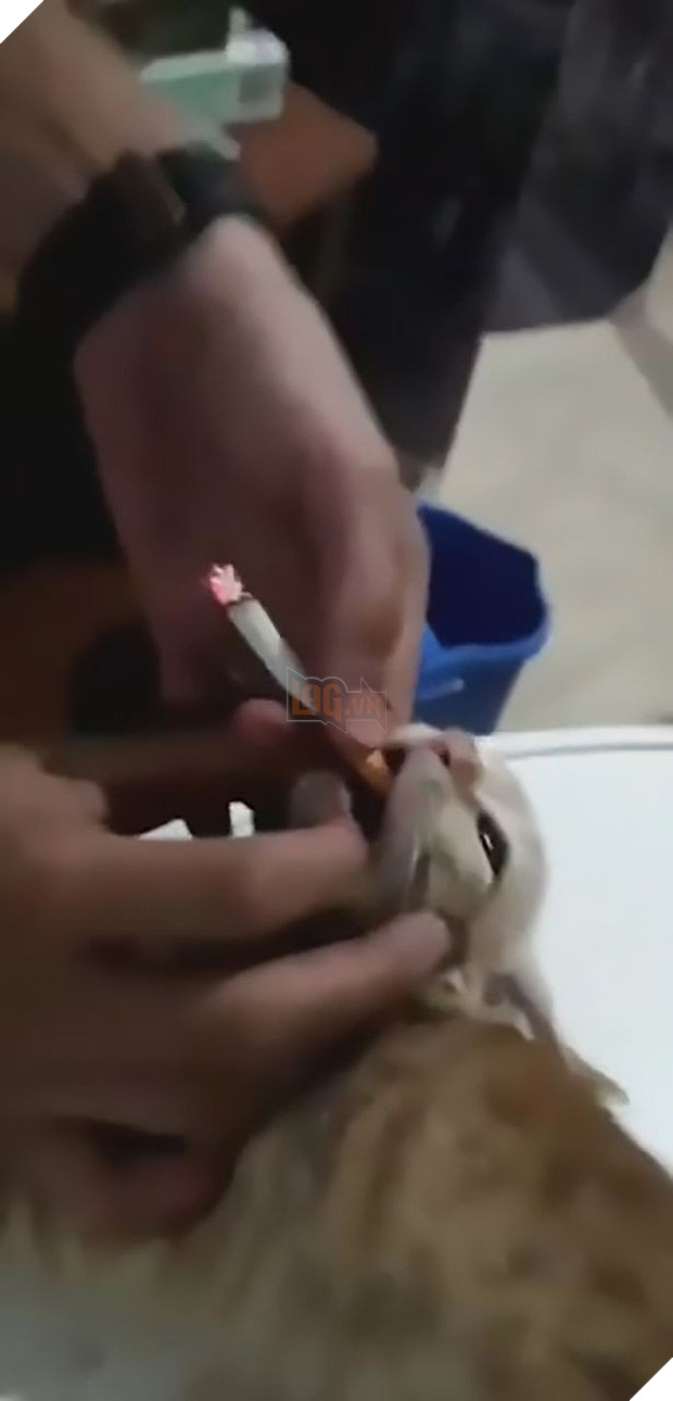 Clip: Nhóm thanh niên ép chú mèo con hút thuốc lá để mua vui khiến mọi người phẫn nộ - Ảnh 1.