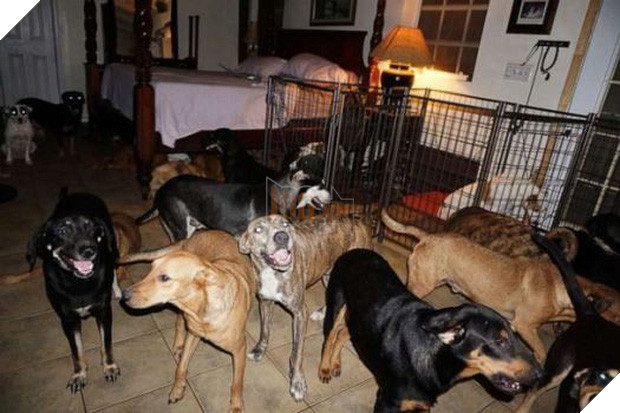 Cảm động người phụ nữ cưu mang 97 con chó trong siêu bão Dorian - Ảnh 1.