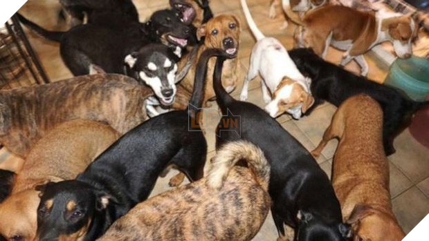 Cảm động người phụ nữ cưu mang 97 con chó trong siêu bão Dorian - Ảnh 2.