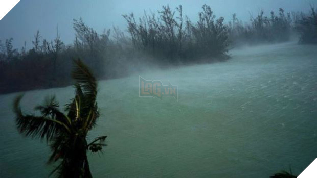 Cảm động người phụ nữ cưu mang 97 con chó trong siêu bão Dorian - Ảnh 3.