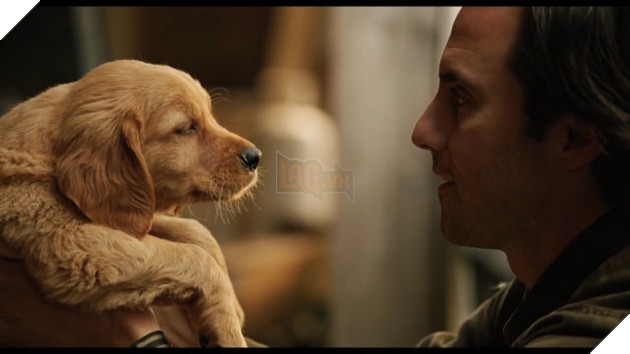 Cuộc đời phi thường của chú chó Enzo: Cuộc đời sẽ ra sao nếu được nhìn qua ánh mắt của một chú chó? 2