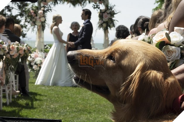 Cuộc đời phi thường của chú chó Enzo: Cuộc đời sẽ ra sao nếu được nhìn qua ánh mắt của một chú chó? 3