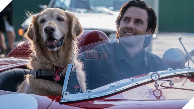 Cuộc đời phi thường của chú chó Enzo: Cuộc đời sẽ ra sao nếu được nhìn qua ánh mắt của một chú chó? 4