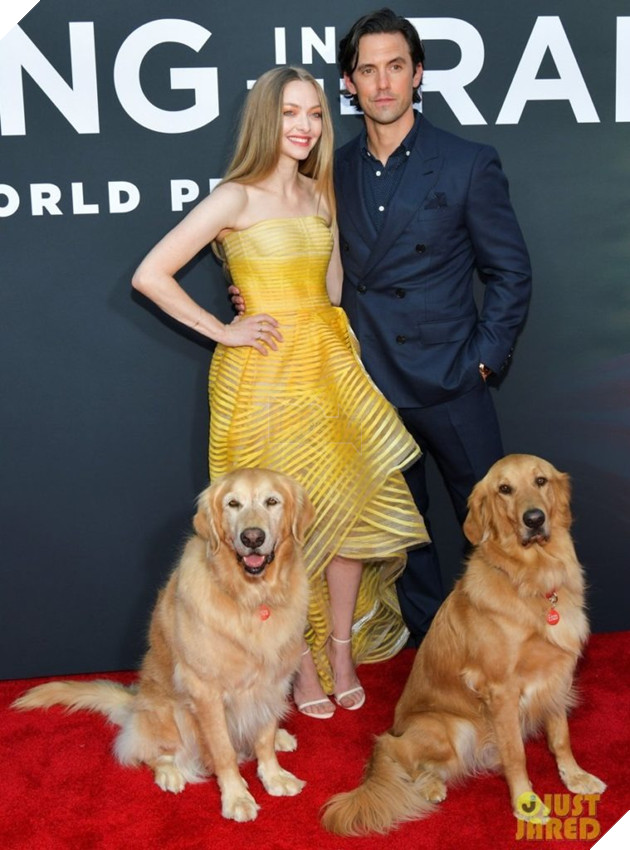 Cuộc đời phi thường của chú chó Enzo: Chúng ta nhìn thấy gì từ suy nghĩ của một chú chó? 9