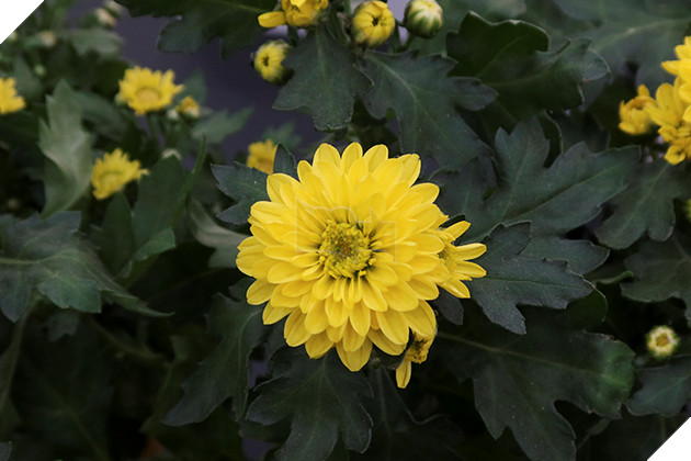 Trên tay nhanh Canon EOS 90D - truyền nhân EOS 80D 6