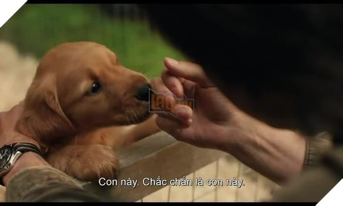 Cuộc đời phi thường của chú chó Enzo: Chúng ta nhìn thấy gì từ suy nghĩ của một chú chó?