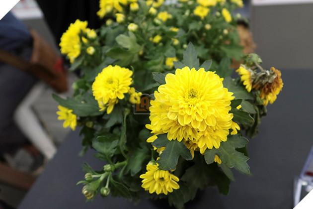 Đánh giá Canon G7 X Mark III - Chiếc máy ảnh lý tưởng cho các Vlogger và Blogger 4