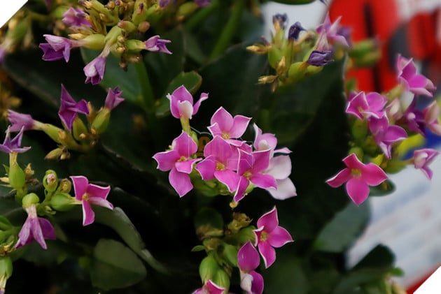 Đánh giá Canon G7 X Mark III - Chiếc máy ảnh lý tưởng cho các Vlogger và Blogger 5