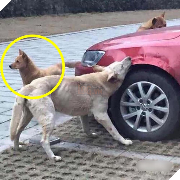  
"Anh em cứ yên tâm hành động, tao đang canh đây".