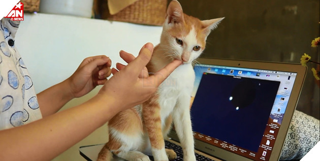  
Xoài có tình yêu đặc biệt với laptop