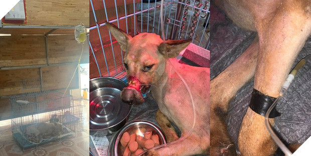 Cãi lời vợ, chàng trai trẻ bỏ hàng trăm triệu để “đổi đời” cho hàng nghìn chú chó mèo bị bỏ rơi ở Huế - Ảnh 14.