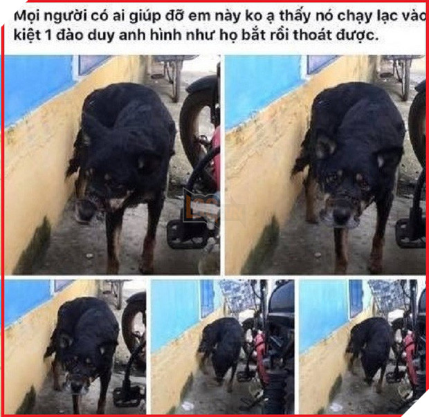 Cãi lời vợ, chàng trai trẻ bỏ hàng trăm triệu để “đổi đời” cho hàng nghìn chú chó mèo bị bỏ rơi ở Huế - Ảnh 10.