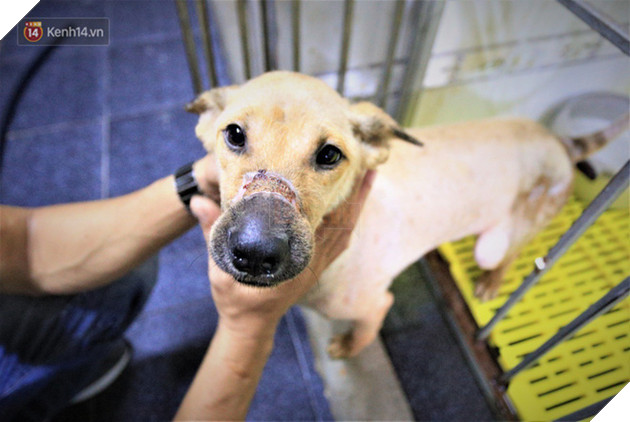 C&#227;i lời vợ, ch&#224;ng trai trẻ bỏ h&#224;ng trăm triệu để “đổi đời” cho h&#224;ng ngh&#236;n ch&#250; ch&#243; m&#232;o bị bỏ rơi ở Huế - Ảnh 15.