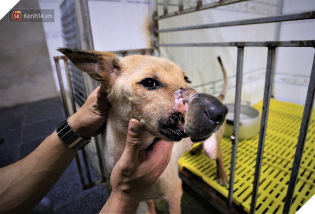 C&#227;i lời vợ, ch&#224;ng trai trẻ bỏ h&#224;ng trăm triệu để “đổi đời” cho h&#224;ng ngh&#236;n ch&#250; ch&#243; m&#232;o bị bỏ rơi ở Huế - Ảnh 15.