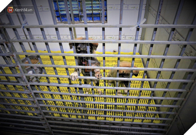 C&#227;i lời vợ, ch&#224;ng trai trẻ bỏ h&#224;ng trăm triệu để “đổi đời” cho h&#224;ng ngh&#236;n ch&#250; ch&#243; m&#232;o bị bỏ rơi ở Huế - Ảnh 5.