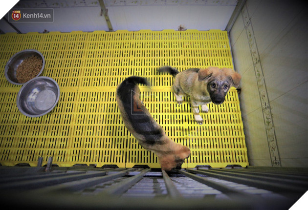 C&#227;i lời vợ, ch&#224;ng trai trẻ bỏ h&#224;ng trăm triệu để “đổi đời” cho h&#224;ng ngh&#236;n ch&#250; ch&#243; m&#232;o bị bỏ rơi ở Huế - Ảnh 5.