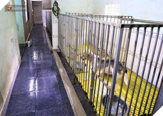 Cãi lời vợ, chàng trai trẻ bỏ hàng trăm triệu để “đổi đời” cho hàng nghìn chú chó mèo bị bỏ rơi ở Huế - Ảnh 4.