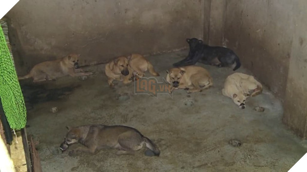 Căn hầm ẩm thấp nơi những chú chó bị giam lỏng trong thời gian chờ đến lò mổ tại Thanh Hóa.