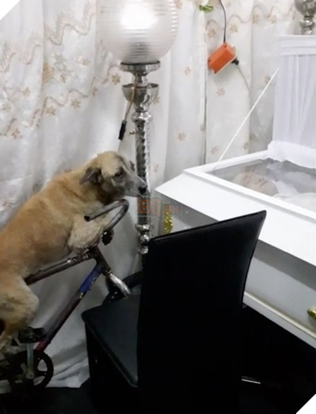  
Chú chó với khuôn mặt buồn bã, chỉ quanh quẩn bên quan tài của người chủ đã mất tại Philippines.