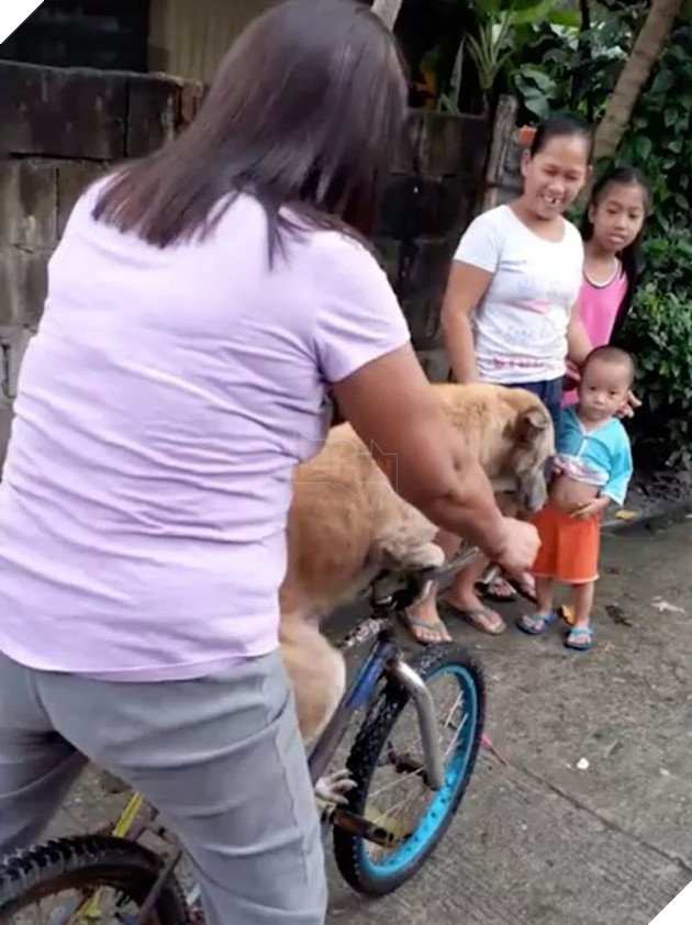  
Chuchu quyết leo lên chiếc xe đạp của chủ nhân với mong muốn tìm thấy "người bạn" của mình.