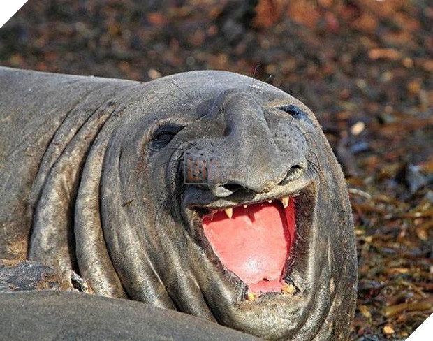 Hải mã cục súc húc chìm thuyền của hải quân Nga để bảo vệ bầy con thơ ngây khiến cư dân mạng cười như được mùa - Ảnh 3.