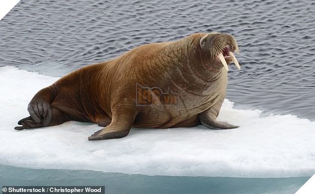 Hải mã cục súc húc chìm thuyền của hải quân Nga để bảo vệ bầy con thơ ngây khiến cư dân mạng cười như được mùa - Ảnh 2.