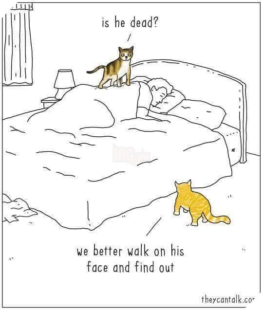 Image result for cat good morning human