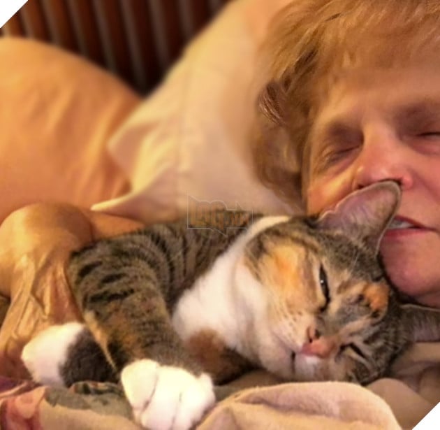 Image result for cat good morning human