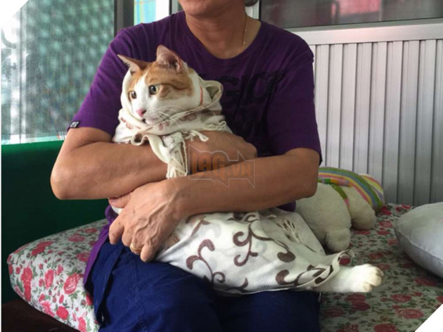 7 điều bạn đang làm khiến chú mèo của bạn thầm ghét chủ nhân hơn