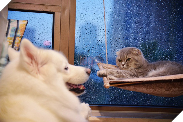 Buộc tội người khác coi chó mèo hơn đứa bé sau 1 sự cố, bà mẹ trẻ khiến CĐM dậy sóng - Hình 2