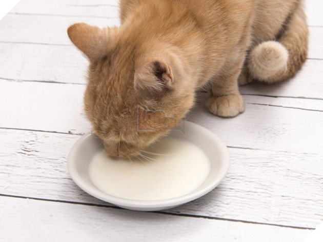 7 điều bạn đang làm khiến chú mèo của bạn thầm ghét chủ nhân hơn 5