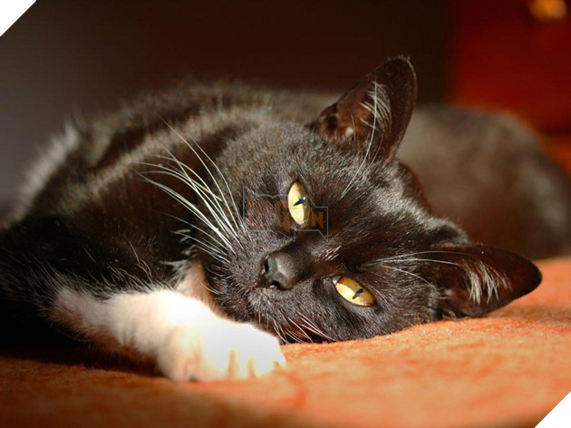 7 điều bạn đang làm khiến chú mèo của bạn thầm ghét chủ nhân hơn 3