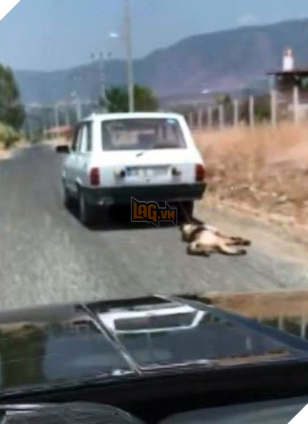 
Phải nhờ đến sự can thiệp của chiếc xe đằng sau, chú chó mới được giải thoát.