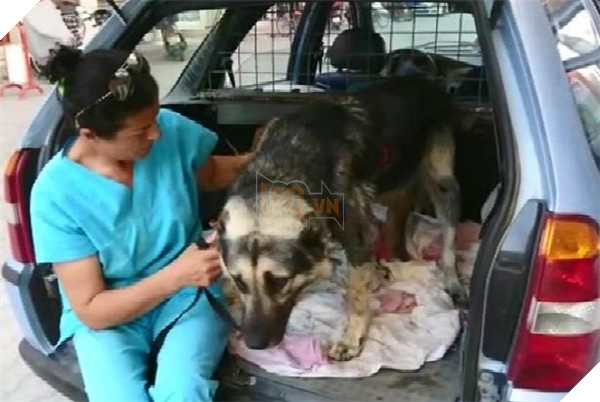 
Sau khi được giải cứu, vì quá kiệt sức nên chú chó đã ngã quỵ, phải được bác sĩ chăm sóc.