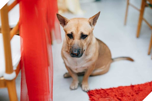 
Từ mai hết đứa để ỏng ẹo rồi.