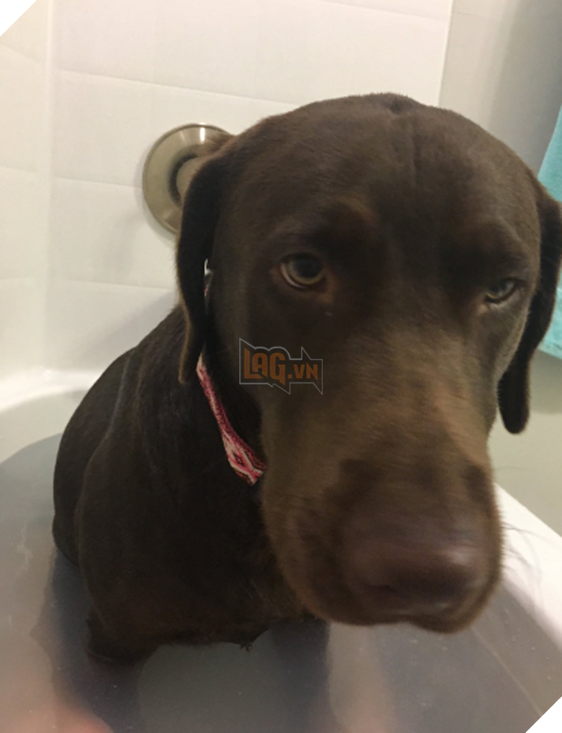  16 boss đeo bám đi đâu cũng lẽo đẽo theo sen như đỉa đói - Ảnh 19.