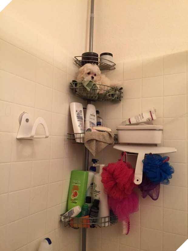  16 boss đeo bám đi đâu cũng lẽo đẽo theo sen như đỉa đói - Ảnh 29.