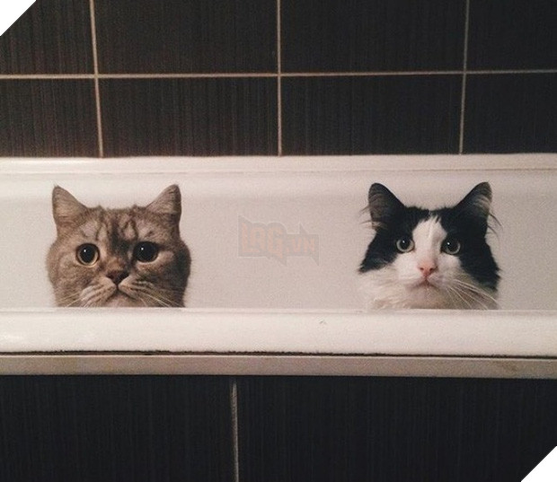  16 boss đeo bám đi đâu cũng lẽo đẽo theo sen như đỉa đói - Ảnh 9.