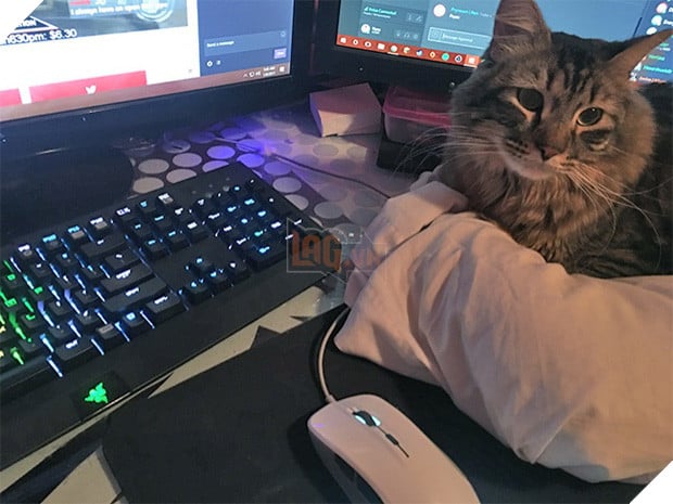  16 boss đeo bám đi đâu cũng lẽo đẽo theo sen như đỉa đói - Ảnh 17.