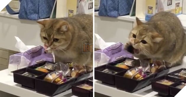 Cười vỡ bụng với tên trộm bánh quy bị quả báo bánh dính răng buồn cười hết chỗ nói