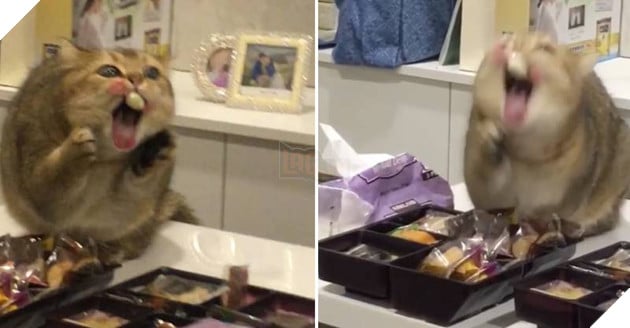 Cười vỡ bụng với tên trộm bánh quy bị quả báo bánh dính răng buồn cười hết chỗ nói 2