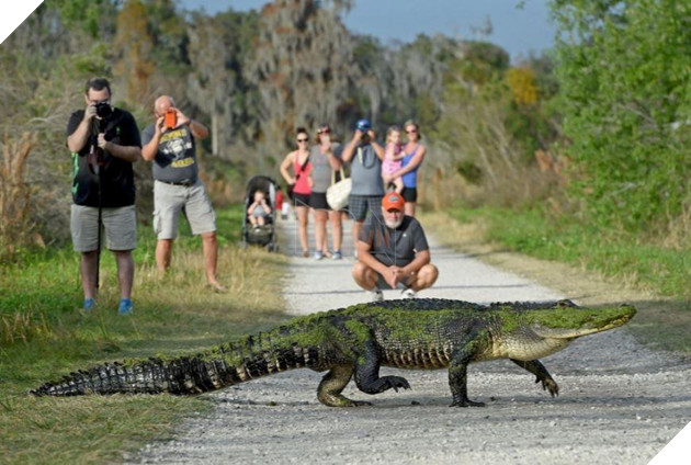 Rảnh rỗi nghịch dại: Hai thanh niên bị bắt do cố đổ bia vào họng cá sấu chỉ vì muốn chuốc nó say 3