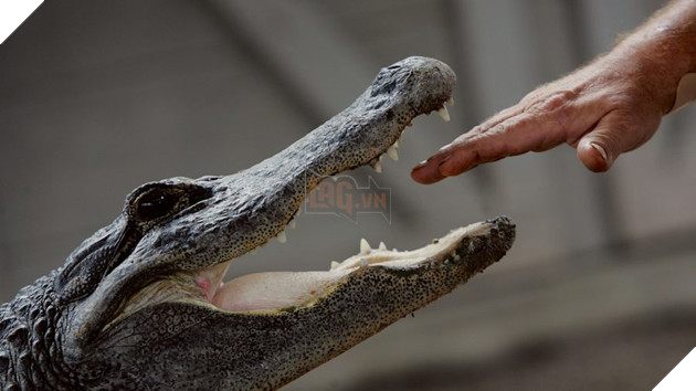 Rảnh rỗi nghịch dại: Hai thanh niên bị bắt do cố đổ bia vào họng cá sấu chỉ vì muốn chuốc nó say 4