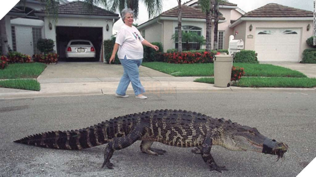 Rảnh rỗi nghịch dại: Hai thanh niên bị bắt do cố đổ bia vào họng cá sấu chỉ vì muốn chuốc nó say 2