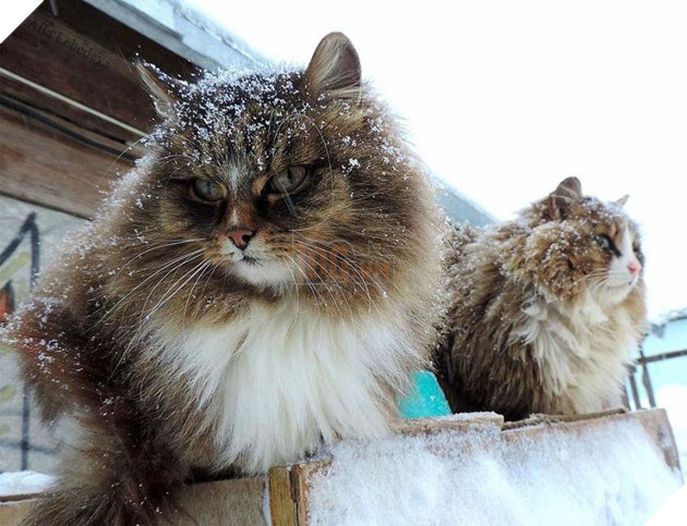 Cư dân bất hợp pháp xâm chiếm tưởng đâu lại giúp ích cho người nông dân 3