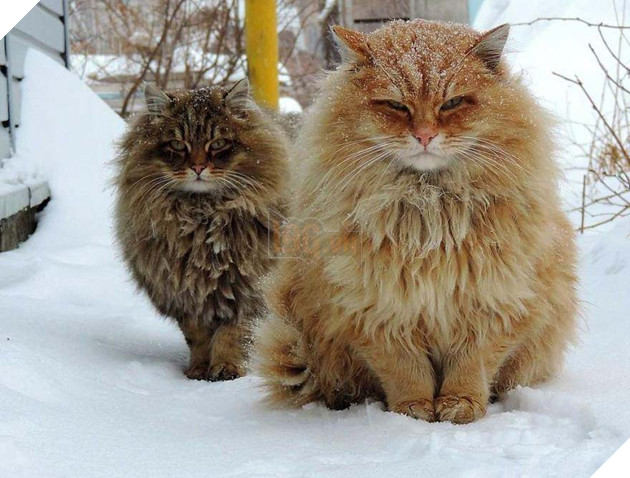 Cư dân bất hợp pháp xâm chiếm tưởng đâu lại giúp ích cho người nông dân 4