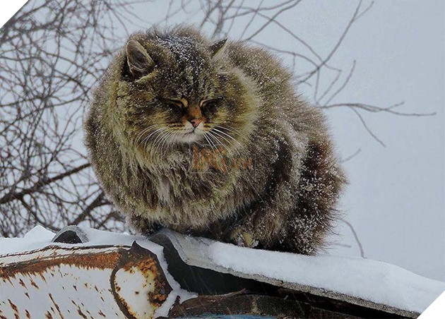 Cư dân bất hợp pháp xâm chiếm tưởng đâu lại giúp ích cho người nông dân 5