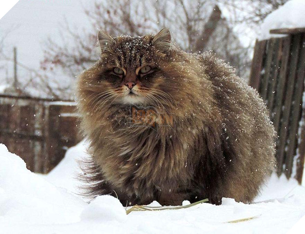 Cư dân bất hợp pháp xâm chiếm tưởng đâu lại giúp ích cho người nông dân 6