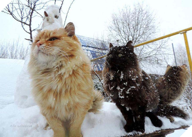 Cư dân bất hợp pháp xâm chiếm tưởng đâu lại giúp ích cho người nông dân 8